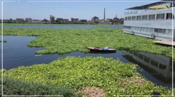 الكشف عن حقيقة الأضرار.. حماية نهر النيل توضح تفاصيل هامة بشأن نبات ورد النيل وتأثيره 1